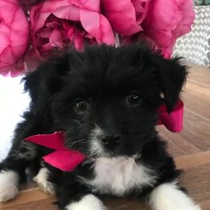 Meet your Posher, Denise